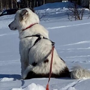 Honey – geb. ca. 05/2021 – 19306 Neustadt-Glewe