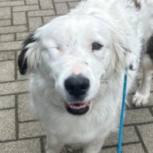 Honey – geb. ca. 05/2021 – 19306 Neustadt-Glewe