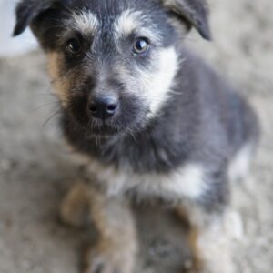 Hossam – geb. ca. 01/2026