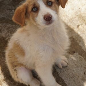 Josefine – geb. ca. 12/2025