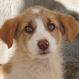 Josefine – geb. ca. 12/2025