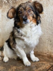 Laika – geb. ca. 11/2024