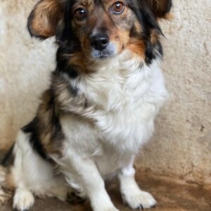 Laika – geb. ca. 11/2024