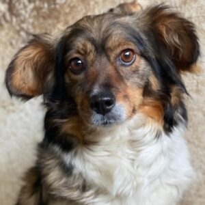 Laika – geb. ca. 11/2024