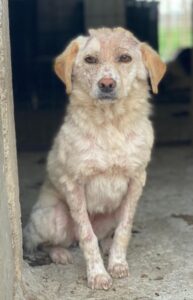 Lumina – geb. ca. 08/2025