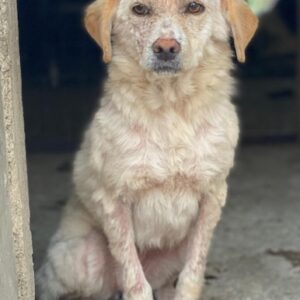 Lumina – geb. ca. 08/2025