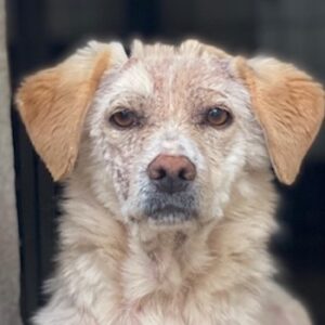 Lumina – geb. ca. 08/2025