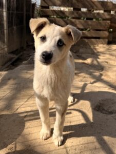 Maple – geb. ca. 12/2025 – 52531 Übach-Palenberg