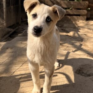 Maple – geb. ca. 12/2025 – 52531 Übach-Palenberg