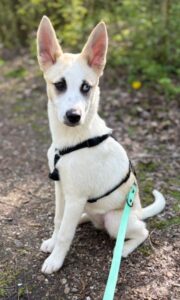 Maple – geb. ca. 12/2025 – 52531 Übach-Palenberg