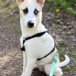 Maple – geb. ca. 12/2025 – 52531 Übach-Palenberg