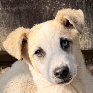 Maple – geb. ca. 12/2025 – 52531 Übach-Palenberg