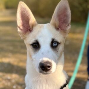 Maple – geb. ca. 12/2025 – 52531 Übach-Palenberg