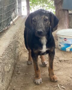 Miranda – geb. ca. 01/2026