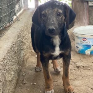 Miranda – geb. ca. 01/2026