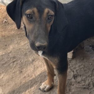 Miranda – geb. ca. 01/2026