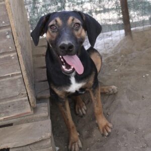 Miranda – geb. ca. 01/2026