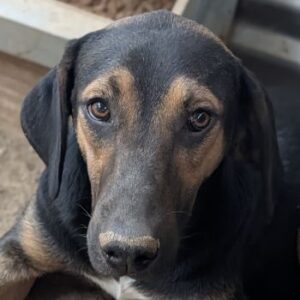 Miranda – geb. ca. 01/2026