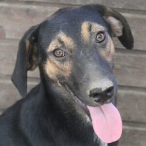 Miranda – geb. ca. 01/2026