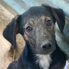 Miranda – geb. ca. 01/2026