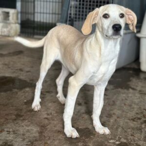 Mochina – geb. ca. 01/2026
