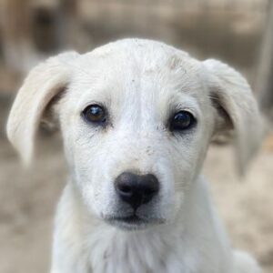 Mochina – geb. ca. 01/2026