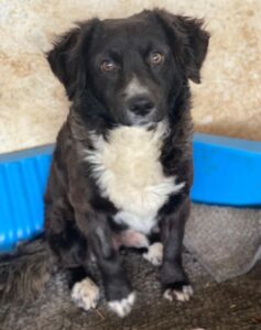 Muffin – geb. ca. 04/2024