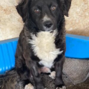 Muffin – geb. ca. 04/2024