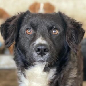 Muffin – geb. ca. 04/2024