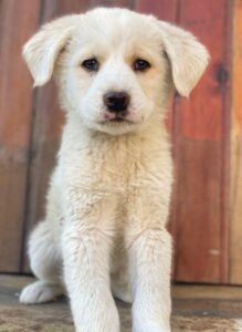 Nacho – geb. ca. 03/2026