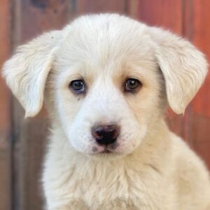 Nacho – geb. ca. 03/2026