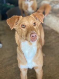 Novis – geb. ca. 09/2025