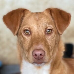 Novis – geb. ca. 09/2025