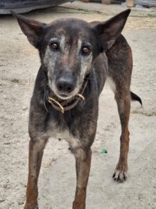 Priyanka – geb. ca. 03/2017