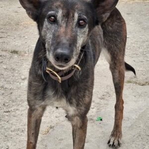 Priyanka – geb. ca. 03/2017