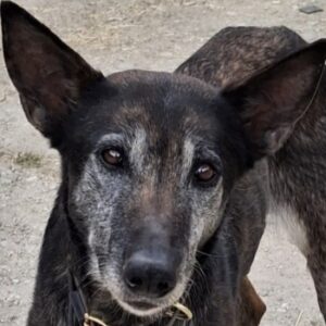 Priyanka – geb. ca. 03/2017