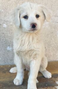 Saki – geb. ca. 03/2026