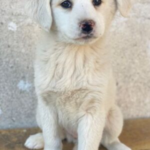 Saki – geb. ca. 03/2026