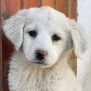 Saki – geb. ca. 03/2026