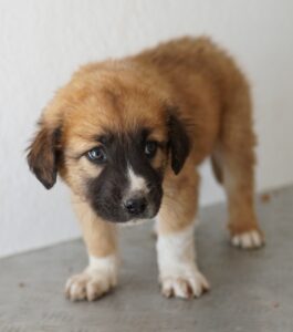 Scotch – geb. ca. 12/2025