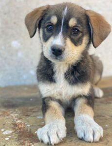 Sissy – geb. ca. 03/2026 – reserviert