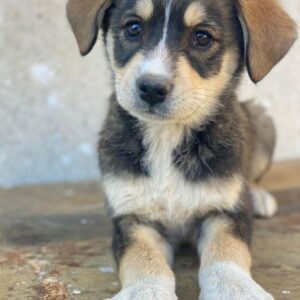 Sissy – geb. ca. 03/2026 – reserviert