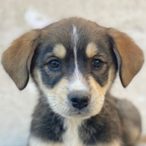 Sissy – geb. ca. 03/2026 – reserviert