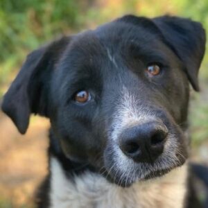 Sora – geb. ca 03/2025