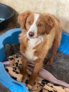 Sukia – geb. ca. 04/2023