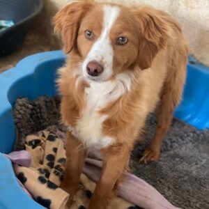 Sukia – geb. ca. 04/2023