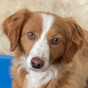 Sukia – geb. ca. 04/2023