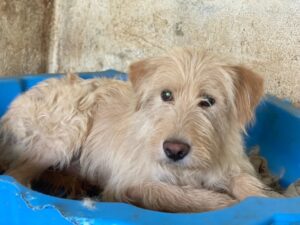 Susan – geb. ca. 04/2024