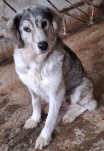 Taika – geb. ca. 07/2024