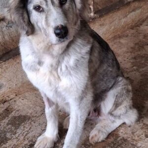 Taika – geb. ca. 07/2024